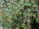 2011- 069.jpg
